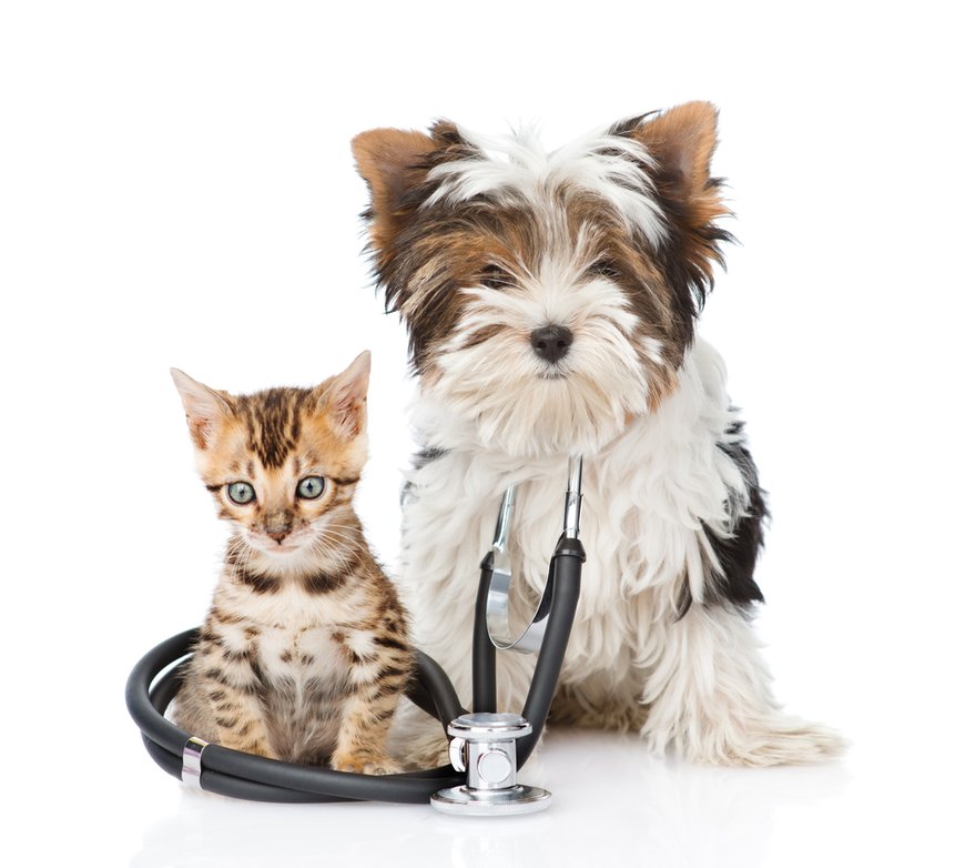 dog-and-cat-going-to-the-vet.jpg.870x0_q85