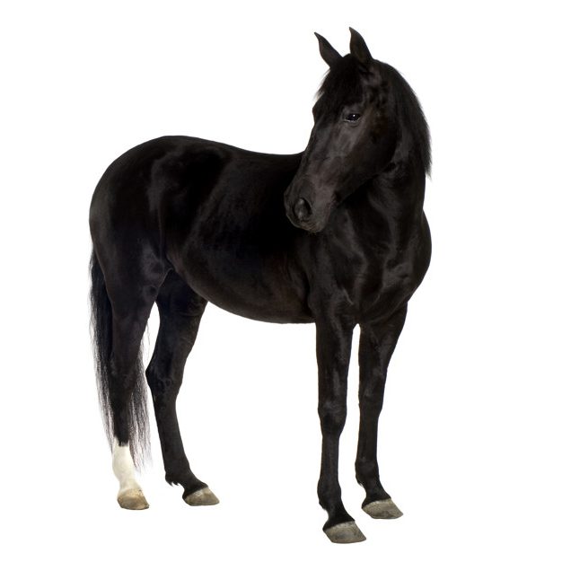 horse in front of a white background